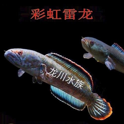 彩虹雷龍魚圖片大全欣賞圖高清