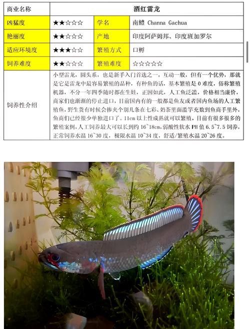 彩虹雷龍魚圖片大全欣賞圖高清