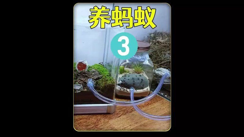 坤桑沉浸式養(yǎng)螞蟻大全