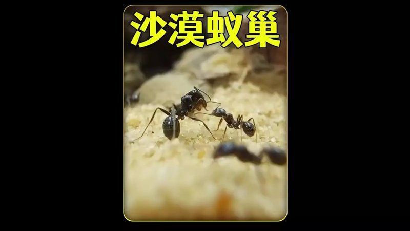 坤桑沉浸式養(yǎng)螞蟻大全