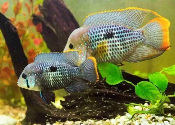 玉面皇冠會咬龍魚嗎（玉面皇冠魚會咬龍魚嗎？）