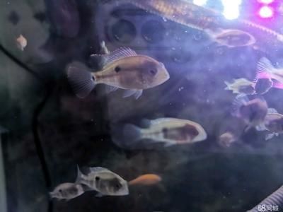 玉面皇冠會咬龍魚嗎（玉面皇冠魚會咬龍魚嗎？）