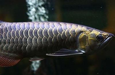 大型金龍魚到家怎么過溫過水：大型金龍魚到家后的過溫過水方法，大型金龍魚到家怎么過溫過水