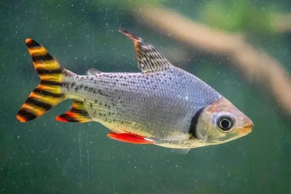 龍魚搭配什么清潔魚最好，如何選擇適合與龍魚混養的清潔魚
