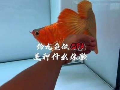 龍魚龍鳴是什么意思：“龍魚龍鳴”是什么意思？