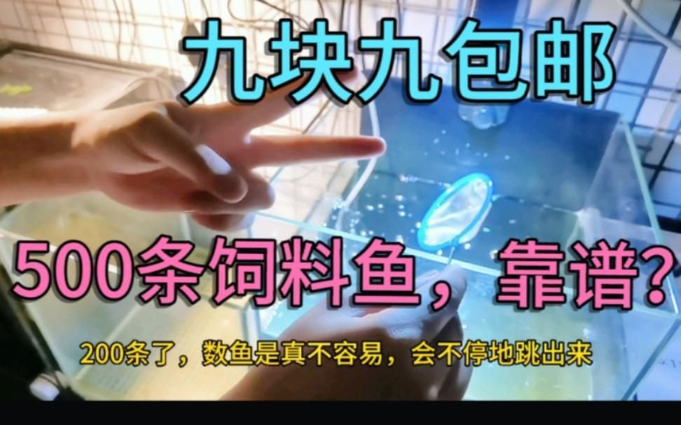 網(wǎng)上買魚苗哪個平臺最靠譜？