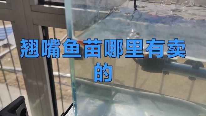 網(wǎng)上買魚苗哪個平臺最靠譜？