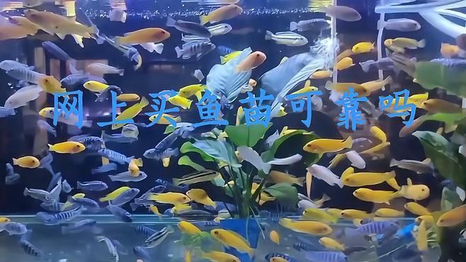 網(wǎng)上買魚苗哪個平臺最靠譜？