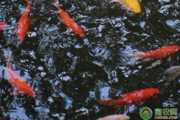龍魚和黃鰭鯧混養：龍魚和黃鰭鯧混養的注意事項