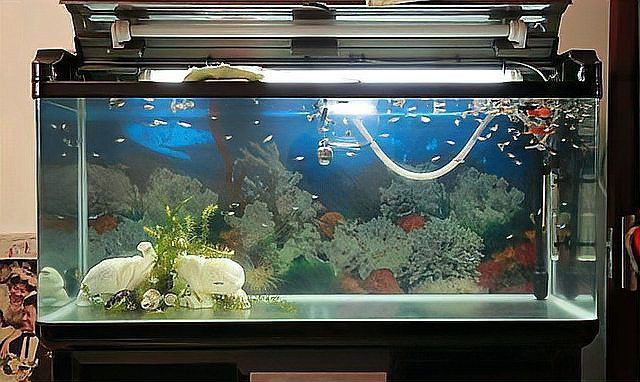 金禾金龍魚為何不能養