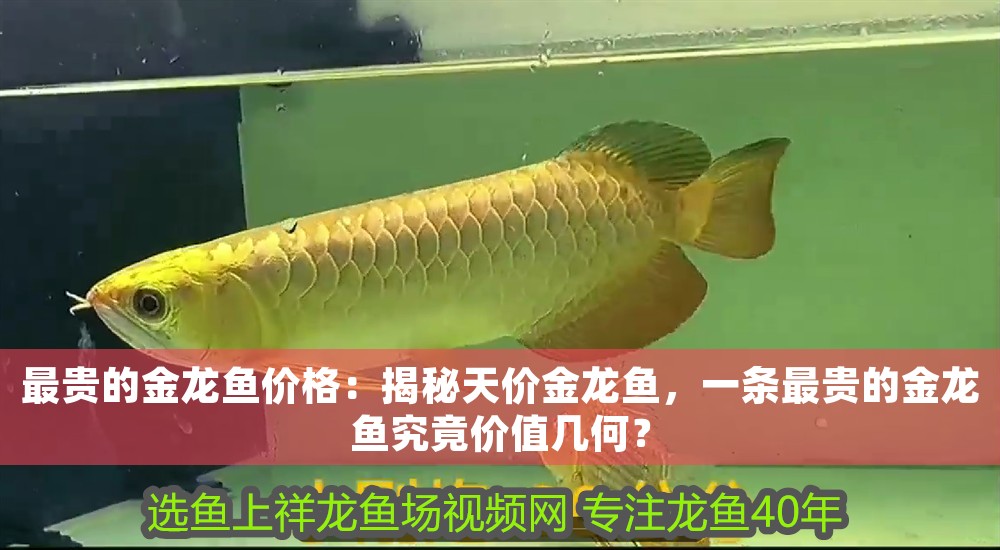 最貴的金龍魚價格：揭秘天價金龍魚，一條最貴的金龍魚究竟價值幾何？