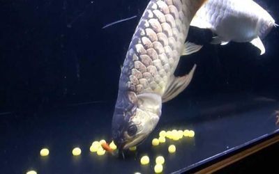 龍魚在魚缸快速游動的原因：龍魚在魚缸中快速游動可能是由于多種因素引起的原因
