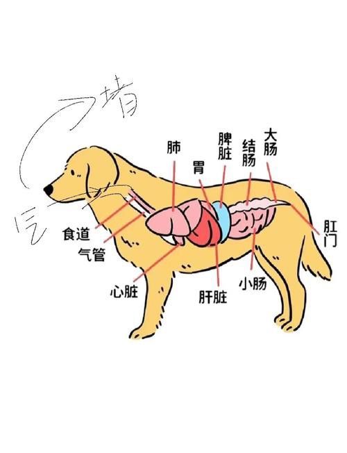 混養時如何避免沖突？
