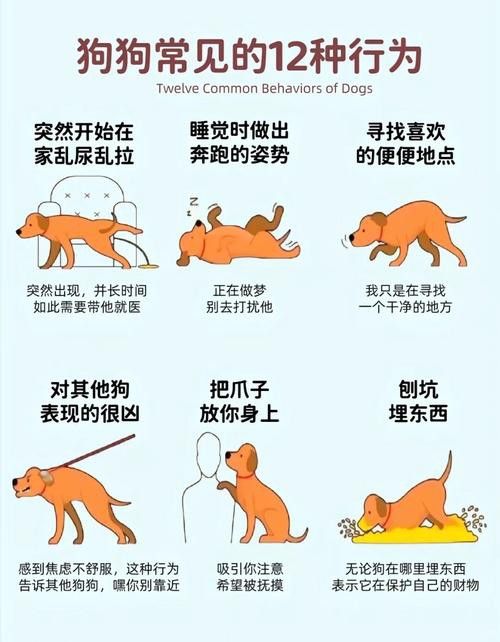 混養時如何避免沖突？