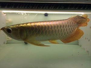 金龍魚體內植入芯片嗎能吃嗎：金龍魚體內植入芯片嗎