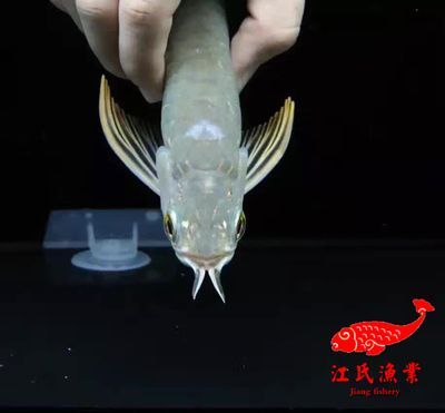 金龍魚體內植入芯片嗎能吃嗎：金龍魚體內植入芯片嗎
