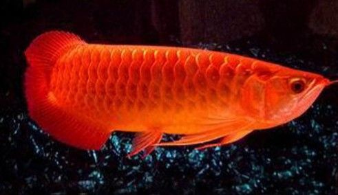 龍魚老咬配魚咋辦