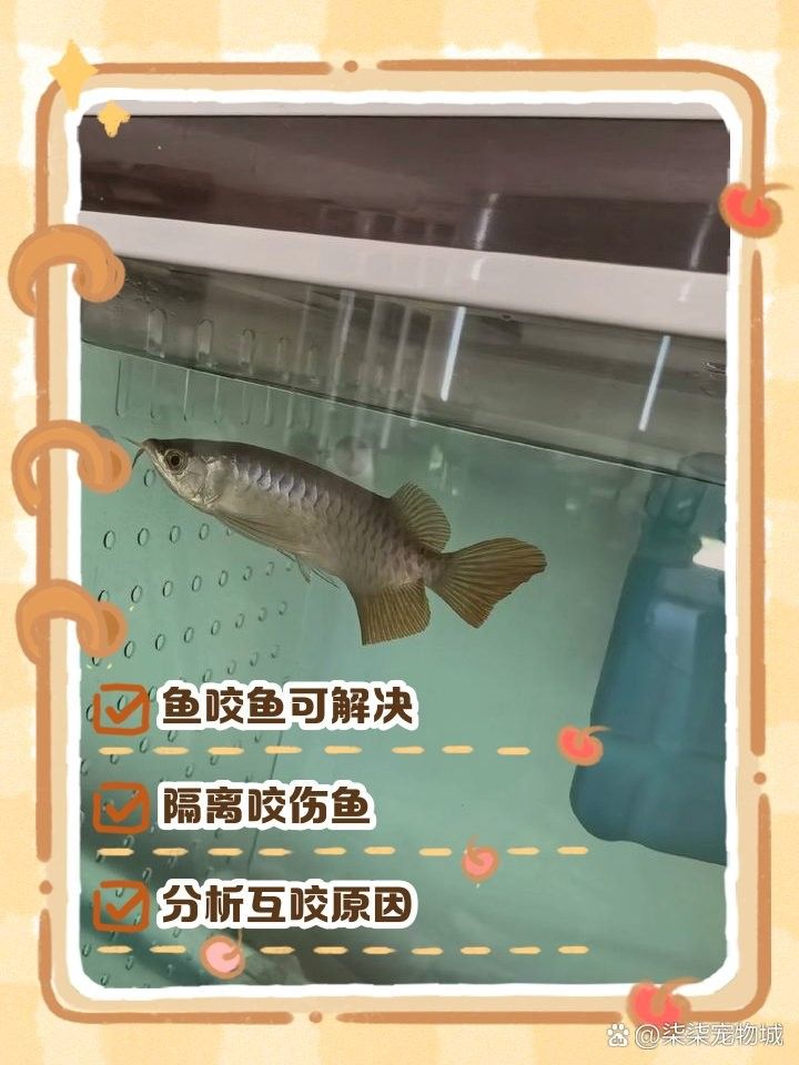 龍魚老咬配魚咋辦