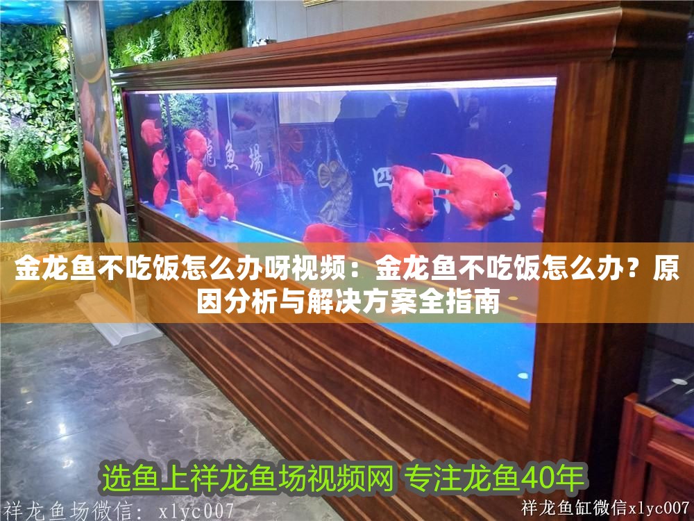 金龍魚不吃飯怎么辦呀視頻：金龍魚不吃飯怎么辦？原因分析與解決方案全指南