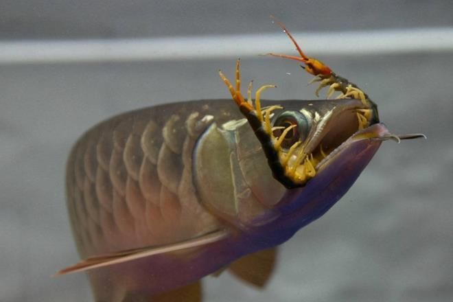 龍魚混養不吃食：龍魚不吃食的原因及解決方案