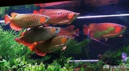 龍魚配什么魚最好養(yǎng)：什么樣的魚適合與龍魚混養(yǎng)