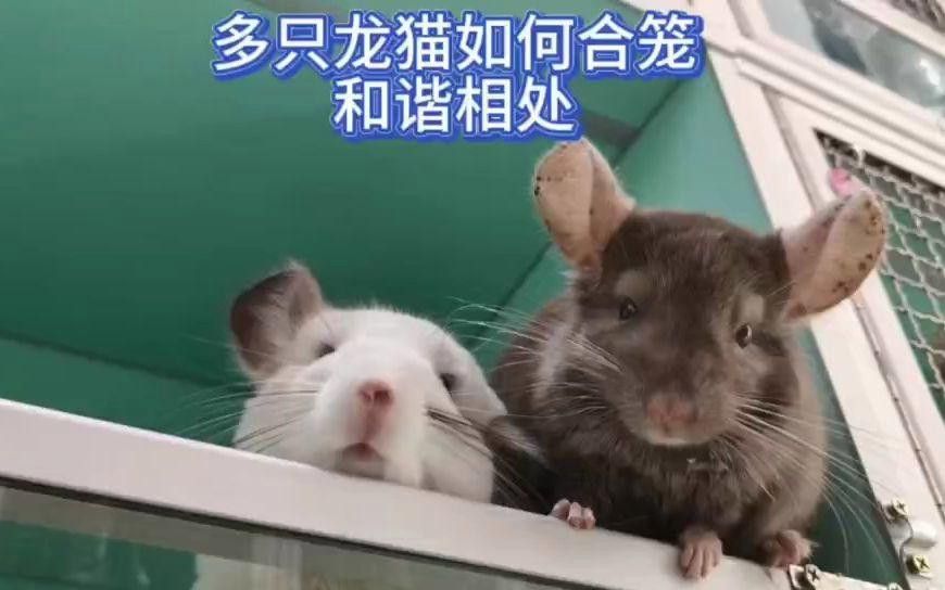 龍貓合籠需要準備什么