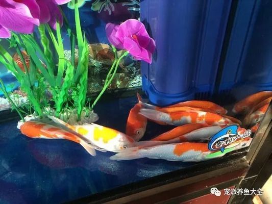 金龍魚為什么躲在角落：金龍魚為什么躲在角落里