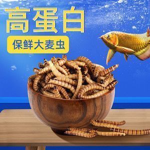 龍魚狀態不錯就不吃食：龍魚狀態良好但不吃食