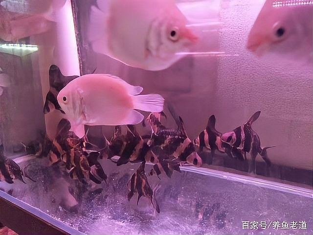 龍魚的屎什么樣