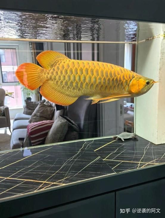 紅龍魚養殖場怎么樣