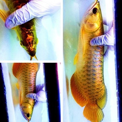 藍底金頭過背金龍魚的價格是多少？