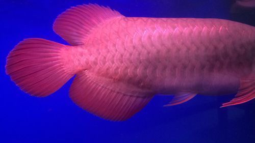 紅龍魚鱗片底色發(fā)紅是什么原因引起的（紅龍魚鱗片發(fā)紅怎么辦） 紅龍魚鱗片底色發(fā)紅是什么原因引起的（紅龍魚鱗片發(fā)紅怎么辦） 龍魚百科 第3張