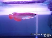 龍魚缸的寬度：使用黃粉治療龍魚需要注意哪些問題 龍魚缸的寬度：使用黃粉治療龍魚需要注意哪些問題 龍魚百科 第3張