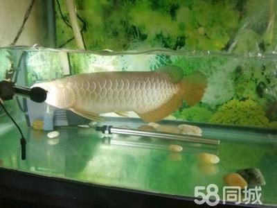 龍魚缸的寬度：使用黃粉治療龍魚需要注意哪些問題 龍魚缸的寬度：使用黃粉治療龍魚需要注意哪些問題 龍魚百科 第7張