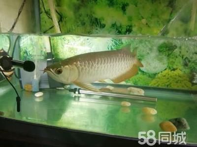 龍魚缸的寬度：使用黃粉治療龍魚需要注意哪些問題 龍魚缸的寬度：使用黃粉治療龍魚需要注意哪些問題 龍魚百科 第6張