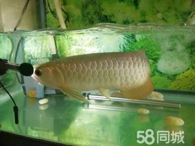 龍魚缸的寬度：使用黃粉治療龍魚需要注意哪些問題 龍魚缸的寬度：使用黃粉治療龍魚需要注意哪些問題 龍魚百科 第4張