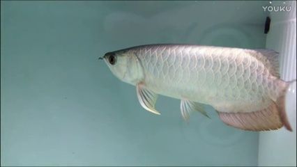 龍魚缸的寬度：使用黃粉治療龍魚需要注意哪些問題 龍魚缸的寬度：使用黃粉治療龍魚需要注意哪些問題 龍魚百科 第5張