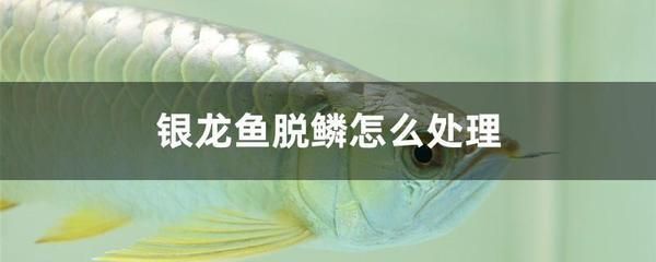 銀龍魚營養不良癥狀識別：銀龍魚營養不良的一些癥狀及其識別方法