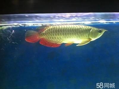 龍魚一個月不換水可以嗎怎么養(yǎng)：龍魚一個月不換水可以嗎