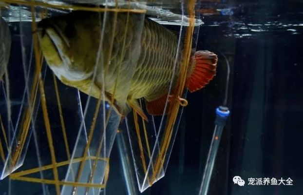 龍魚麻醉運輸到了翻肚皮：如何判斷龍魚麻醉過度，龍魚麻醉后恢復技巧 龍魚麻醉運輸到了翻肚皮：如何判斷龍魚麻醉過度，龍魚麻醉后恢復技巧 龍魚百科 第3張