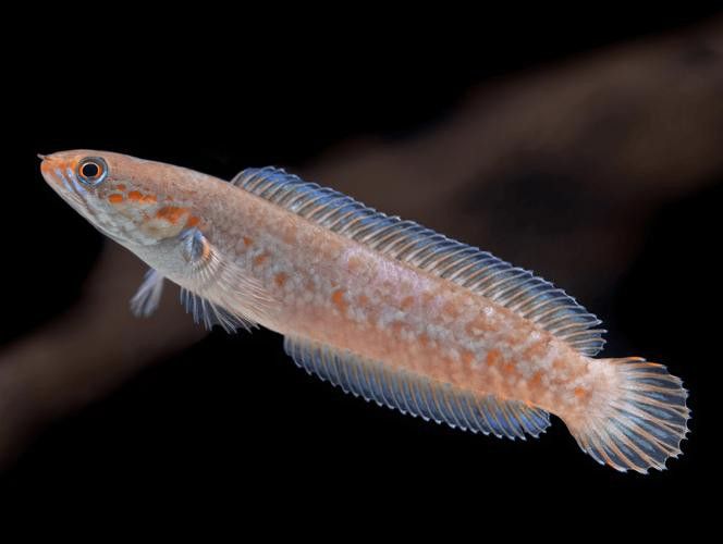 野生雷龍魚圖片高清