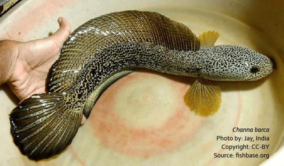 野生雷龍魚圖片高清