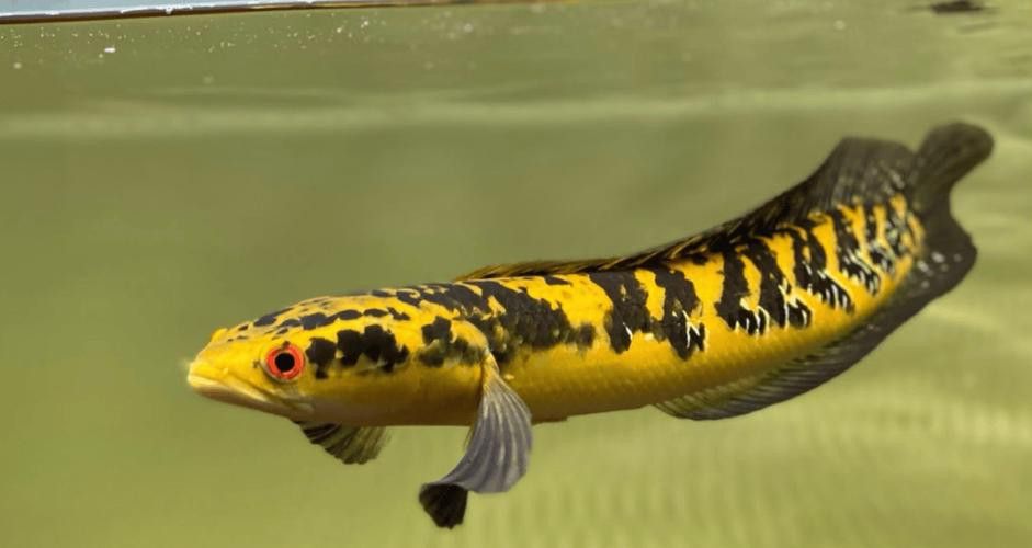 野生雷龍魚圖片高清