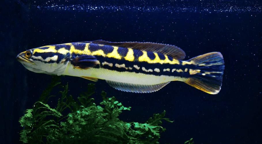野生雷龍魚圖片高清