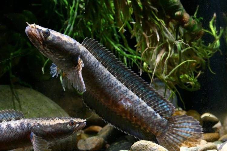 野生雷龍魚圖片高清