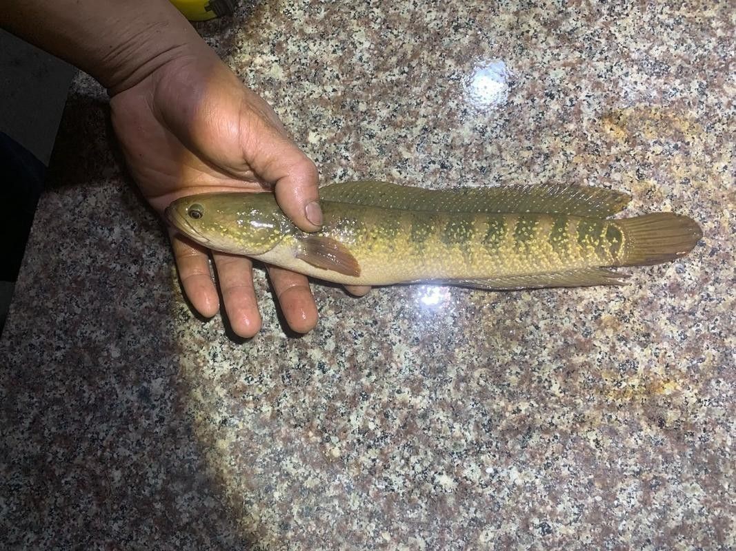 野生雷龍魚圖片高清
