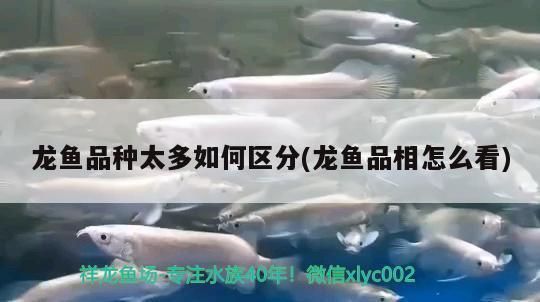 購(gòu)買(mǎi)龍魚(yú)時(shí)的鑒別方法是什么：如何辨別龍魚(yú)的性別 購(gòu)買(mǎi)龍魚(yú)時(shí)的鑒別方法是什么：如何辨別龍魚(yú)的性別 龍魚(yú)百科 第4張