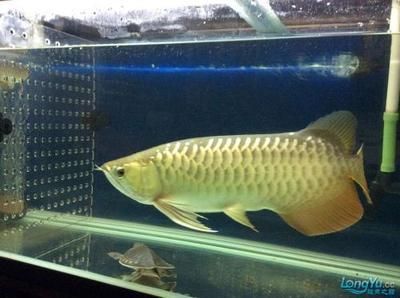最大龍魚：世界上最大的龍魚之一，體長可以達到90公分以上