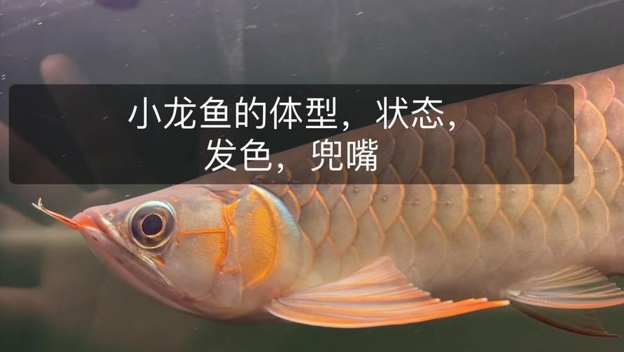 野生龍魚圖片