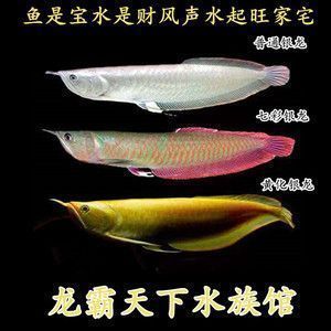 金龍魚公好還是母好 金龍魚公好還是母好 龍魚百科 第5張